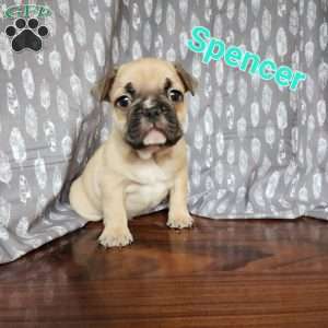 Spencer, French Bulldog Puppy